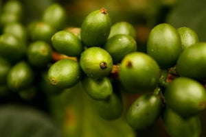  Green Coffee Bean